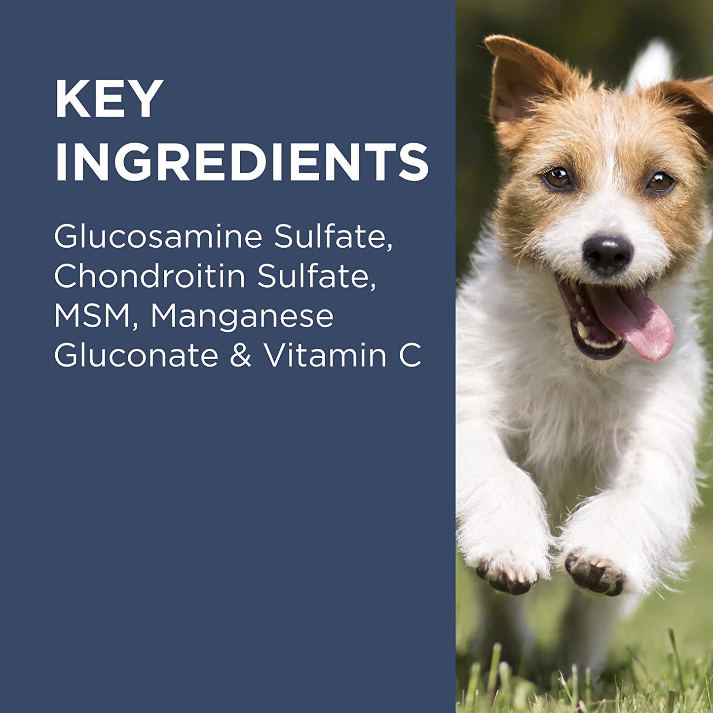 PAW by  Osteocare® Joint Protect for Dogs | Improves Joint Function & Mobility |100 Chews