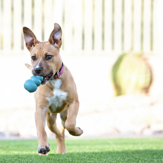 Engaging KONG Puppy Toy - Natural Rubber Chew for Teething, Fetch & Fun (Assorted Colors) - Ideal for Small Puppies