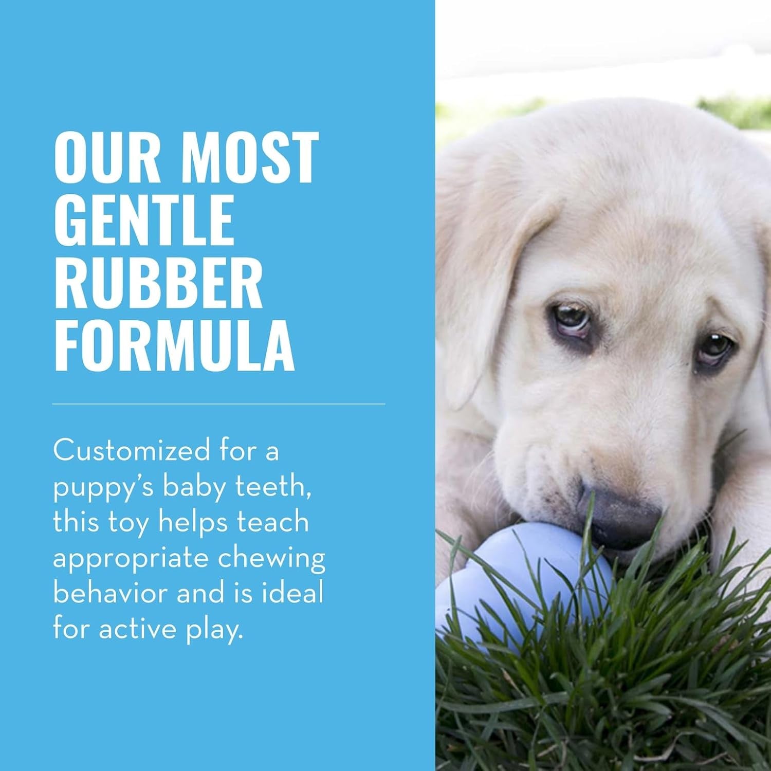 - Puppy Toy - Natural Teething Rubber - Fun to Chew, Chase and Fetch (Colour May Vary) - for Small Puppies