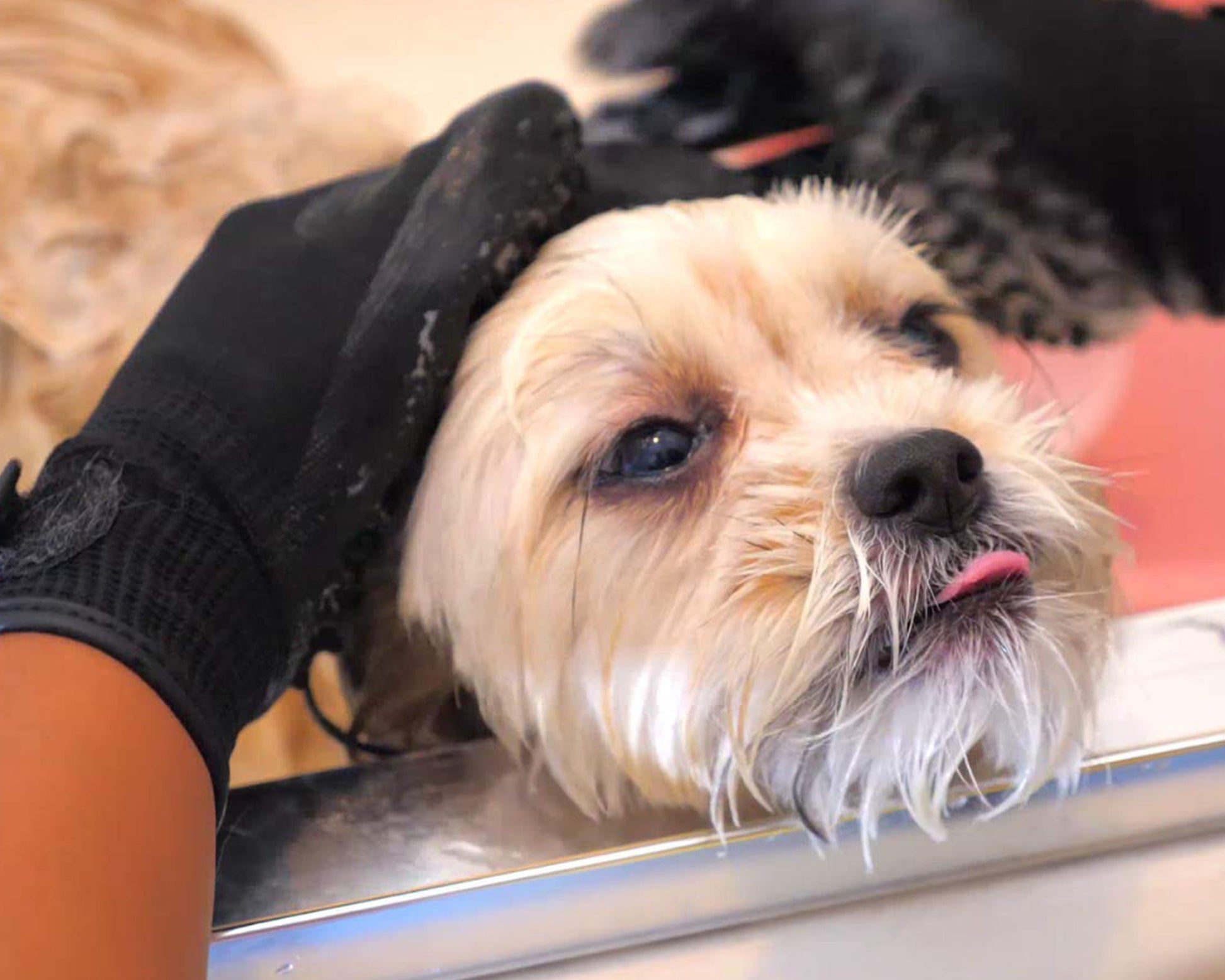 Premium Grooming Glove - SPOTLITE PETS