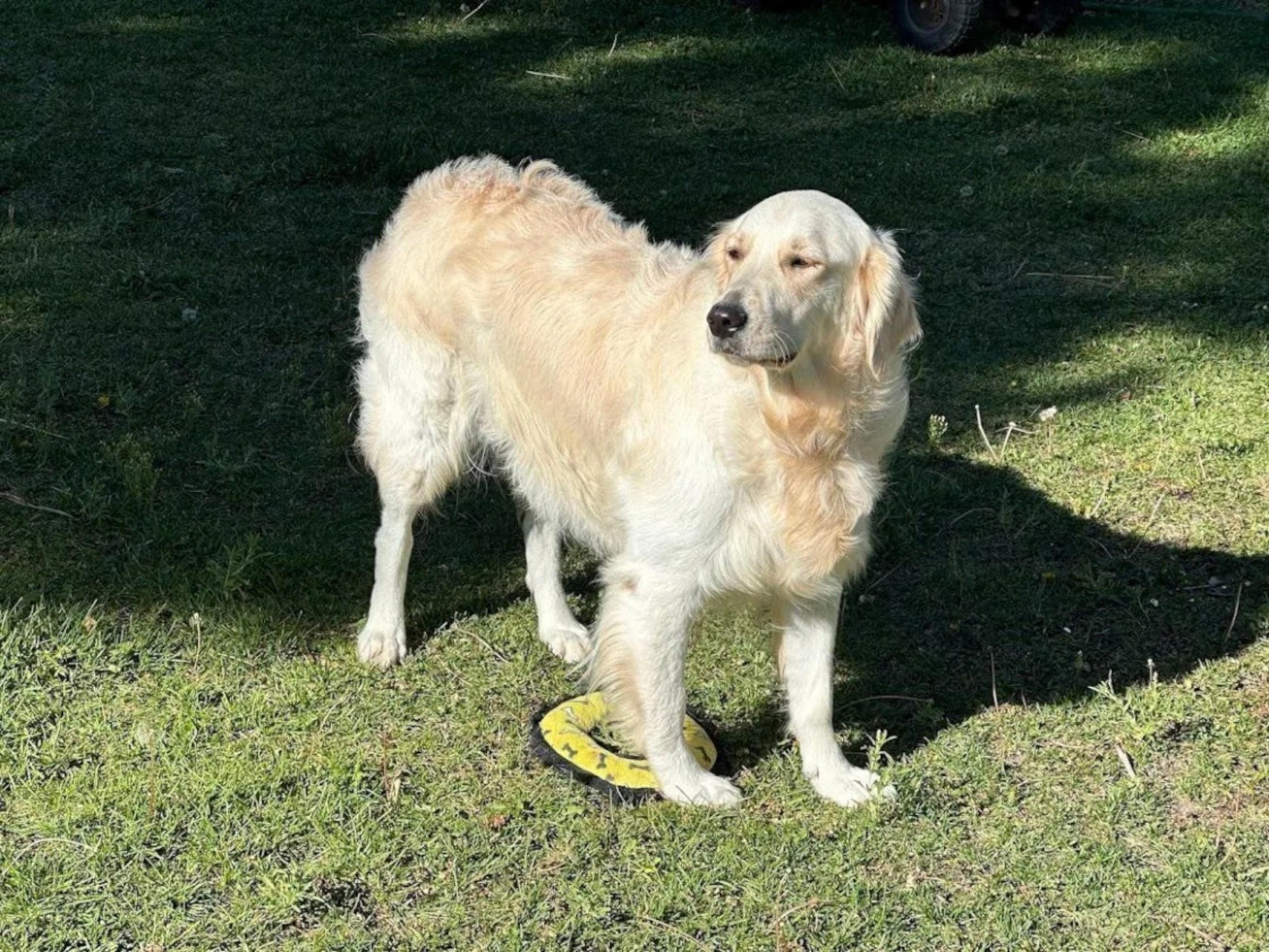 Goat Milk Dog Shampoo Natural Ingredients for Dogs with Sensitive Skin Hydrating Relief for Dry Itchy Skin and Hot Spots